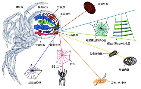 圆网蜘蛛的丝腺分布及其分泌的不同蛛丝（来源：参考文献1）