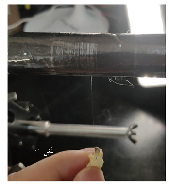 让蚕吐出超强蜘蛛丝 图片来源：参考文献5
